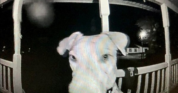 Sus humanos no saben cómo aprendió a usarlo: Perro estaba perdido y llegó tocando el timbre de su hogar al regresar - C9N