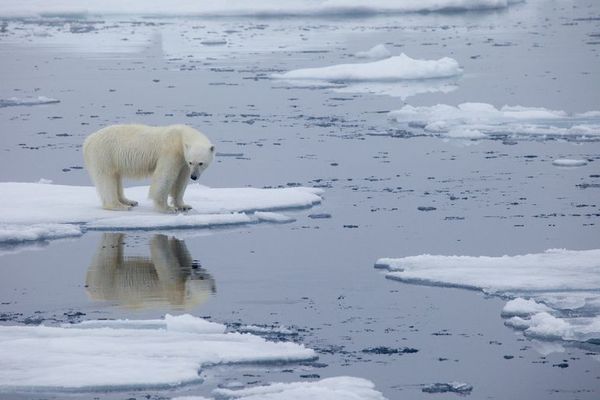Última zona helada del Ártico mostró una drástica pérdida de hielo - Mundo - ABC Color