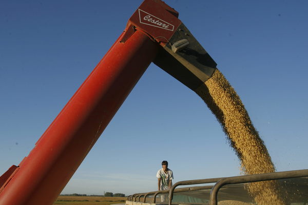 El ingreso de divisas a Argentina por exportación del agro creció un 43 % en junio - MarketData