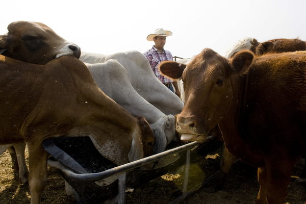 El IICA destaca la importancia social de la ganadería en América Latina y el Caribe - MarketData