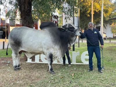 Con 1.230 kilos, el RP 152 es el Nelore más pesado de la Expo Nacional