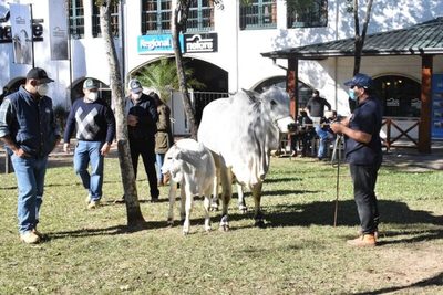 Mañana viernes empieza el juzgamiento de reproductores Nelore a campo