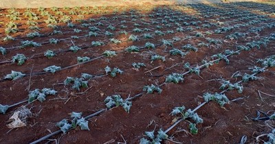 La Nación / Alto Paraná: helada destruyó el 70% de los cultivos por falta de infraestructura