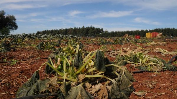 El frío polar dañó en Alto Paraná el 70% de la producción hortigranjera