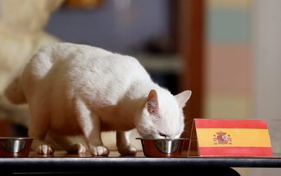Un gato ruso es el oráculo de la Eurocopa | El Independiente