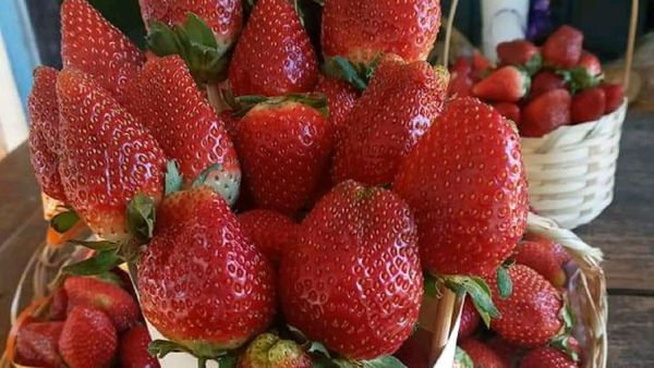 Villetana hace competencia a Areguá con ramos de frutilla