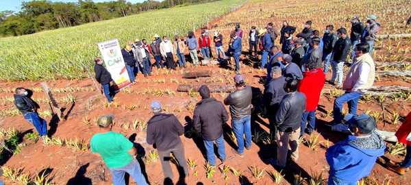CAH entregó G. 540 millones para fortalecer la producción de piña en Concepción | .::Agencia IP::.