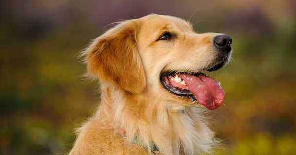 Perros biodetectores pueden detectar el Covid-19 con una precisión del 94% - C9N