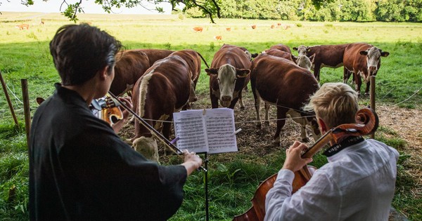 La Nación / Conciertos de música clásica para vacas en Dinamarca