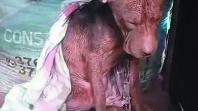Robó el pitbull del vecino, al ver que maltrataba al animal