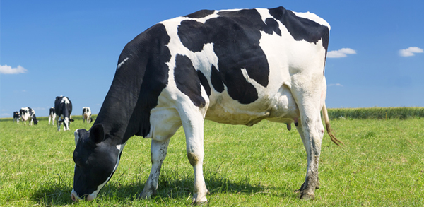 Científicos descubren que las bacterias en el estómago de las vacas pueden descomponer el plástico | Ñanduti