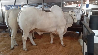 Diario HOY | Expo Nacional Nelore: Paraguay produce genética de punta y la mejor carne del mundo