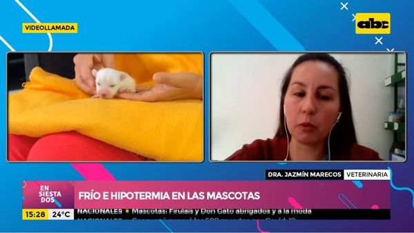 Frio e hipotermia en las mascotas - Ensiestados - ABC Color