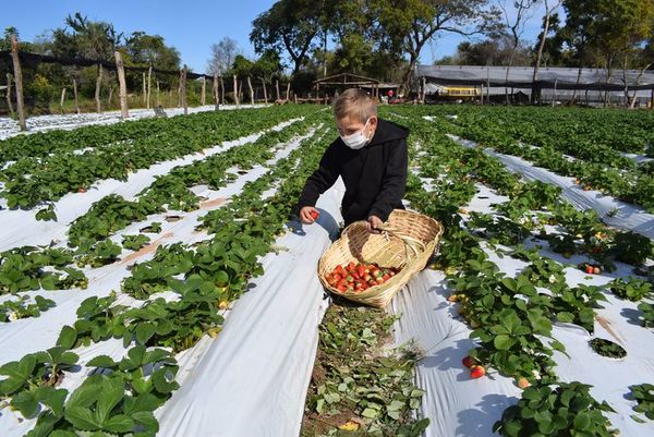 Frutillares de Areguá: “Coseche, pese y pague” se denomina la invitación para niños - Nacionales - ABC Color