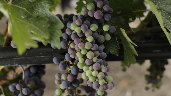 Científicos de EE.UU. consiguen mejorar la calidad del vino ralentizando la maduración de las uvas | Ñanduti