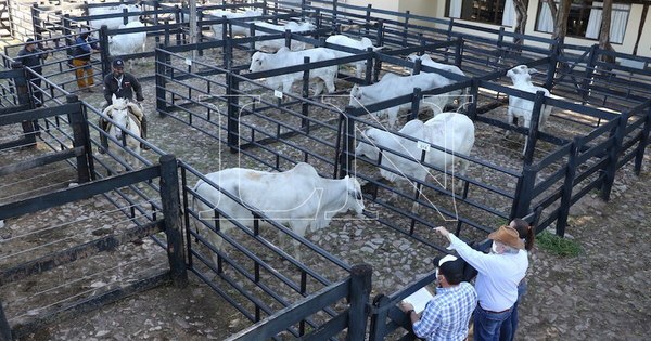 La Nación / Feria Nelore prevé cerrar negocios por poco más de G. 2.000 millones