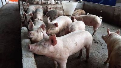 Harán muestreo para demostrar ausencia de peste porcina