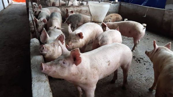 Harán muestreo para demostrar ausencia de peste porcina