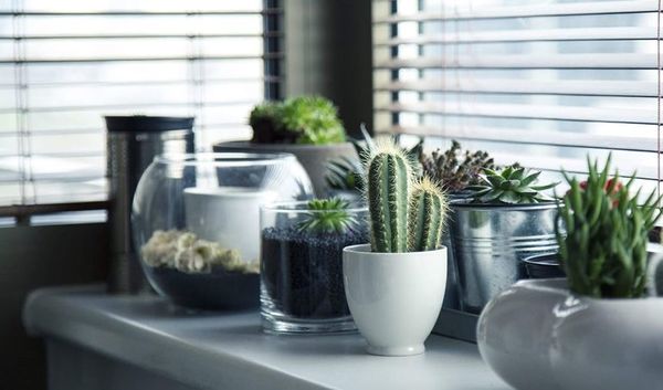Plantas de interior y exterior, sus cuidados - Nacionales - ABC Color