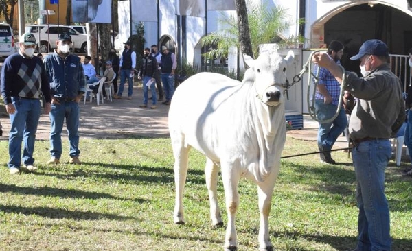 Diario HOY | Ganadera Sofía en Expo Nacional de Nelore