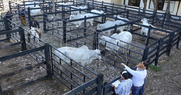 La Nación / Ganadera Sofía se destaca en la Nacional de Nelore, que mañana tendrá a sus campeones