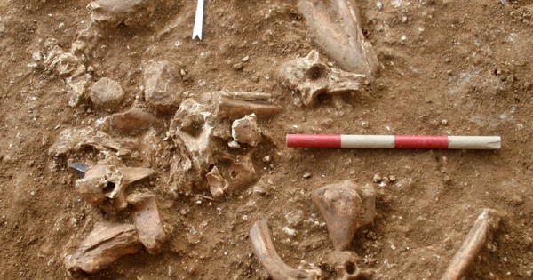 La Nación / Descubren en Israel una nueva especie de hombre prehistórico