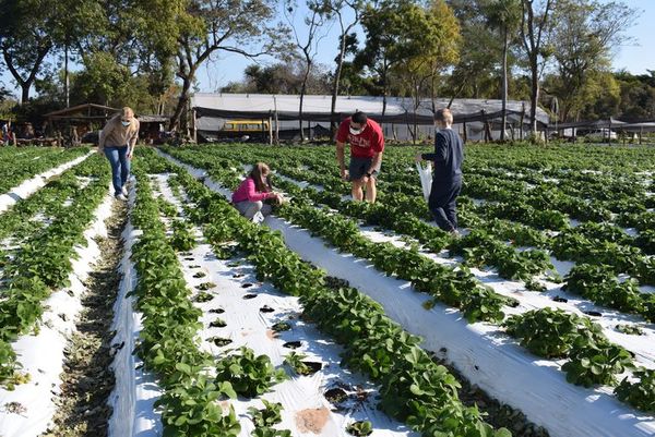 Frutillares de Areguá : Padres e hijos colmaron fincas para cosechar de frutillas - Nacionales - ABC Color