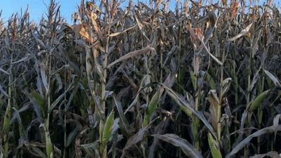 Preocupa a productores impacto de las heladas en el maíz