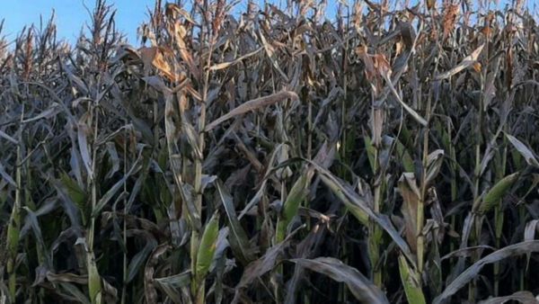 Preocupa a productores impacto de las heladas en el maíz