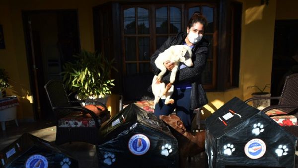Crean casitas para perros abandonados