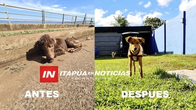 PERROS ABANDONADOS, TRISTES HISTORIAS TRAS MUERTE DE SUS DUEÑOS POR COVID.