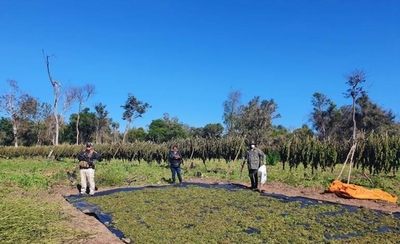 Diario HOY | Hallan 5 toneladas de marihuana en un narcocampamento