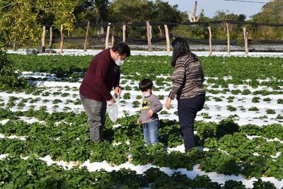 Niños fueron fueron protagonistas en exitosa cosecha de frutilla - Nacionales - ABC Color