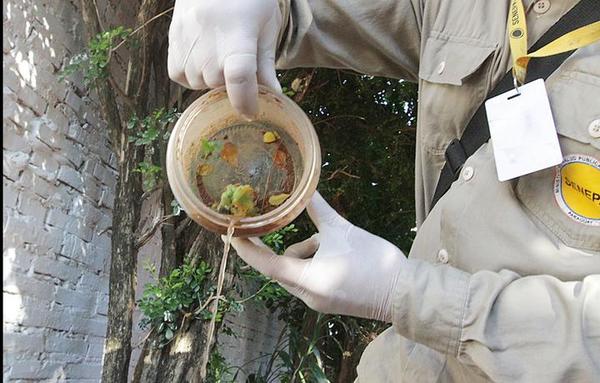 Salud insta a la eliminación de criaderos de mosquitos