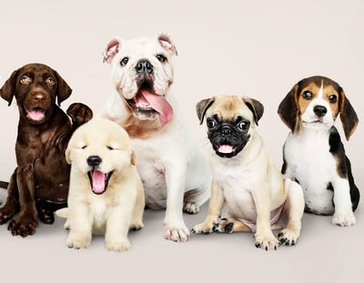 ¿Cómo mejorar la comunicación con tu perro? | El Independiente