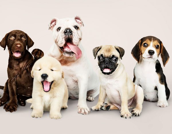 ¿Cómo mejorar la comunicación con tu perro? | El Independiente