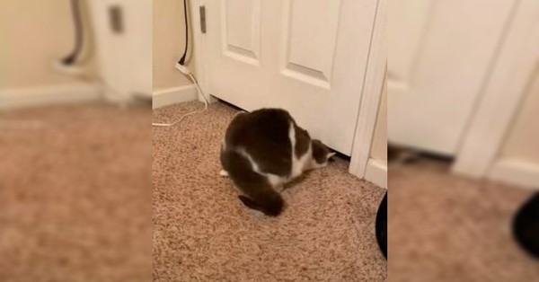 “La gata líquida”: Felina desafía a la ciencia al pasar por lugares imposibles - C9N