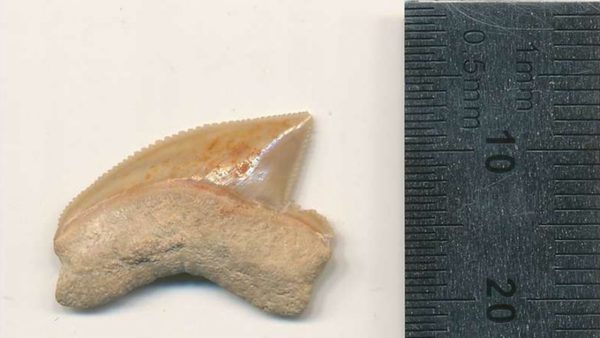 Hallan tesoro de la época del rey Salomón: Contiene dientes de tiburones de la era de dinosaurios | Ñanduti