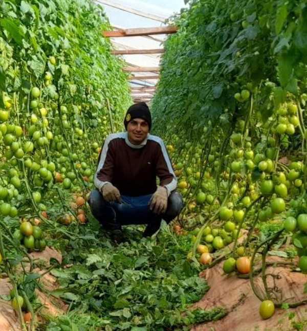Con apoyo del CAH, joven emprendedor incursiona en el cultivo de tomates de excelente producción | .::Agencia IP::.