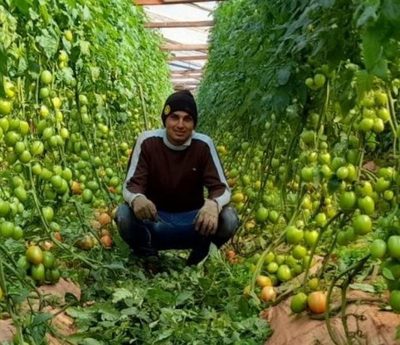 Joven emprendedor itapuense está a punto de cosechar unas 9.000 plantas de tomate