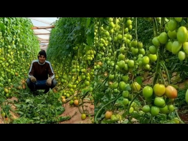 JOVEN EMPRENDEDOR ITAPUENSE, A PUNTO DE COSECHAR UNAS 9.000 PLANTAS DE TOMATE