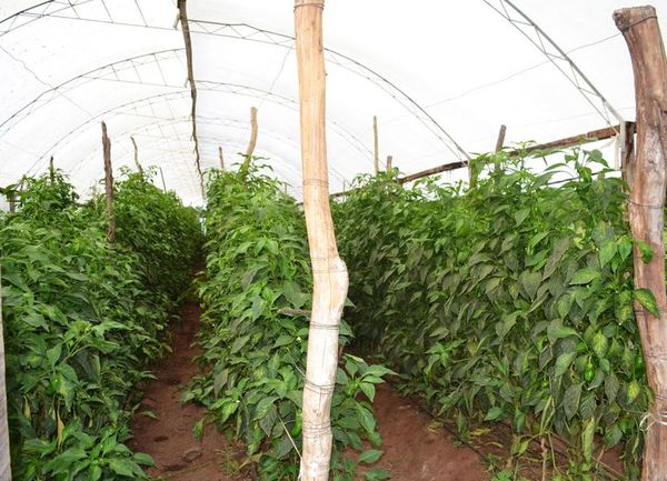 Contrabando suple escaséz de locote nacional, aseguran - Nacionales - ABC Color