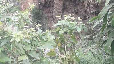 Comuna de Asunción descarta fisura en puente de barrio Obrero