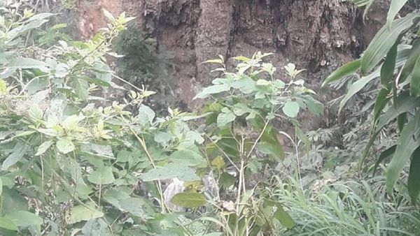 Comuna de Asunción descarta fisura en puente de barrio Obrero