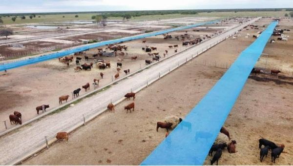 Agroganadera Concepción prepara salida de campo: mostrará los sistemas de producción que utiliza y los exitosos resultados