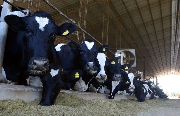 Estrategias nutricionales con el objetivo de producir más leche - Nacionales - ABC Color