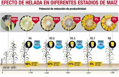 Maíz: ensilar o esperar es la decisión para el productor - Nacionales - ABC Color
