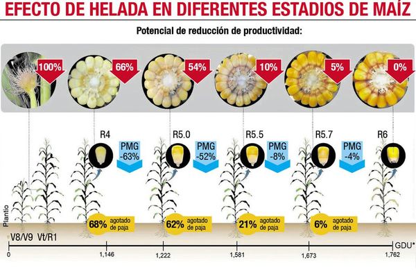 Maíz: ensilar o esperar es la decisión para el productor - Nacionales - ABC Color