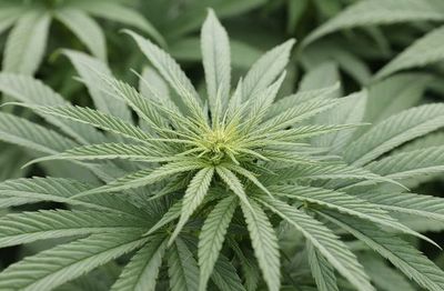 El cannabis medicinal, una oportunidad de oro verde en el campo colombiano - Ciencia - ABC Color