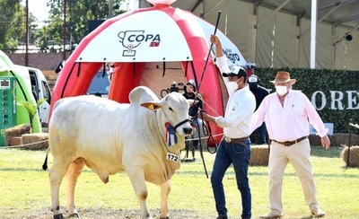 Diario HOY | El Nelore paraguayo sigue evolucionando y está muy bien posicionado en la región